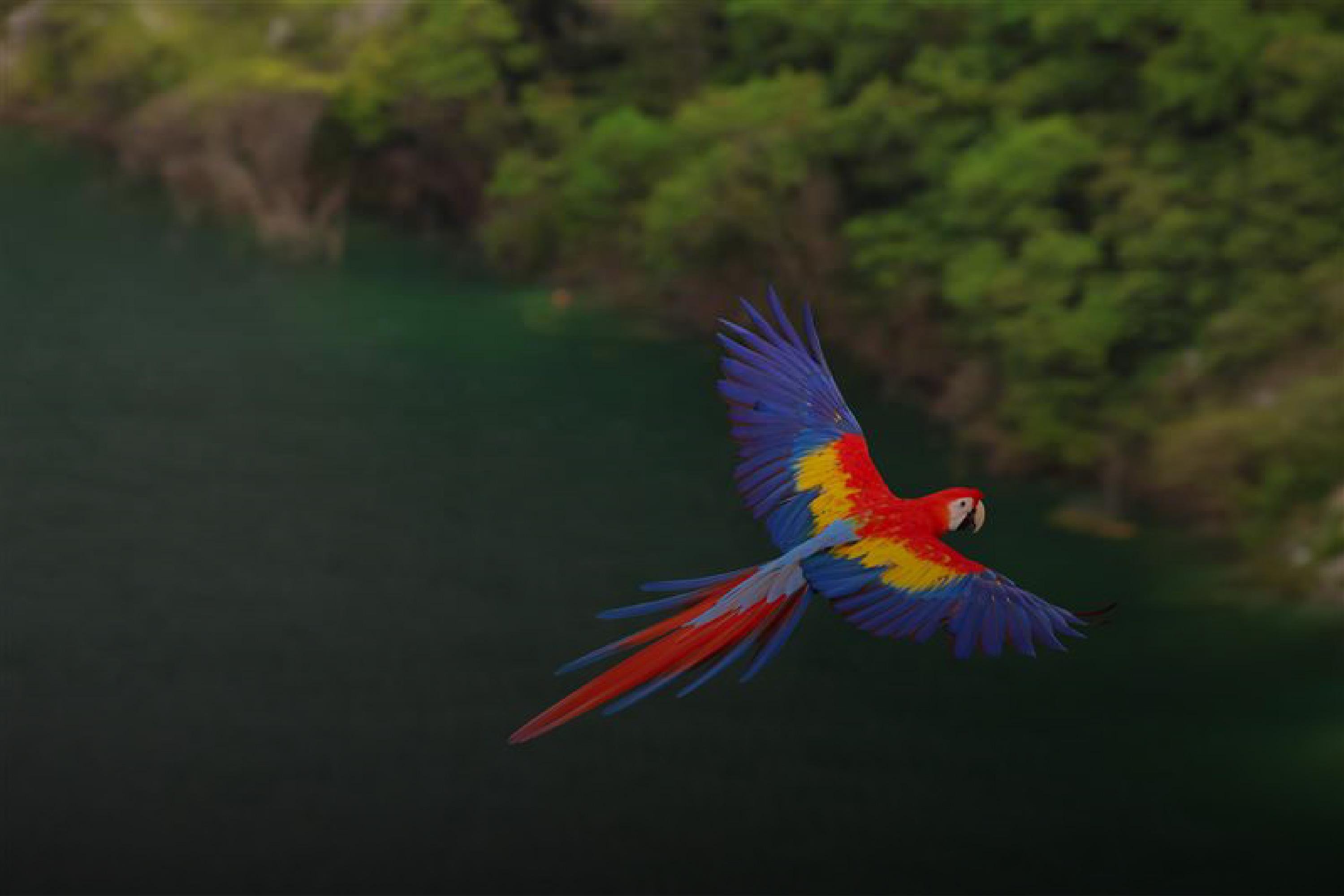 Parrot flying over water in Brazil